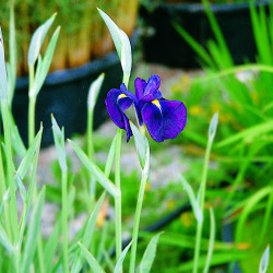 Iris ensata Variegata o Iris kaempferi Variegata